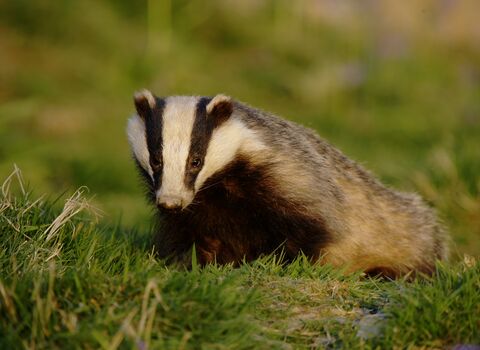 Badger Balm
